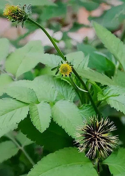 鬼针草